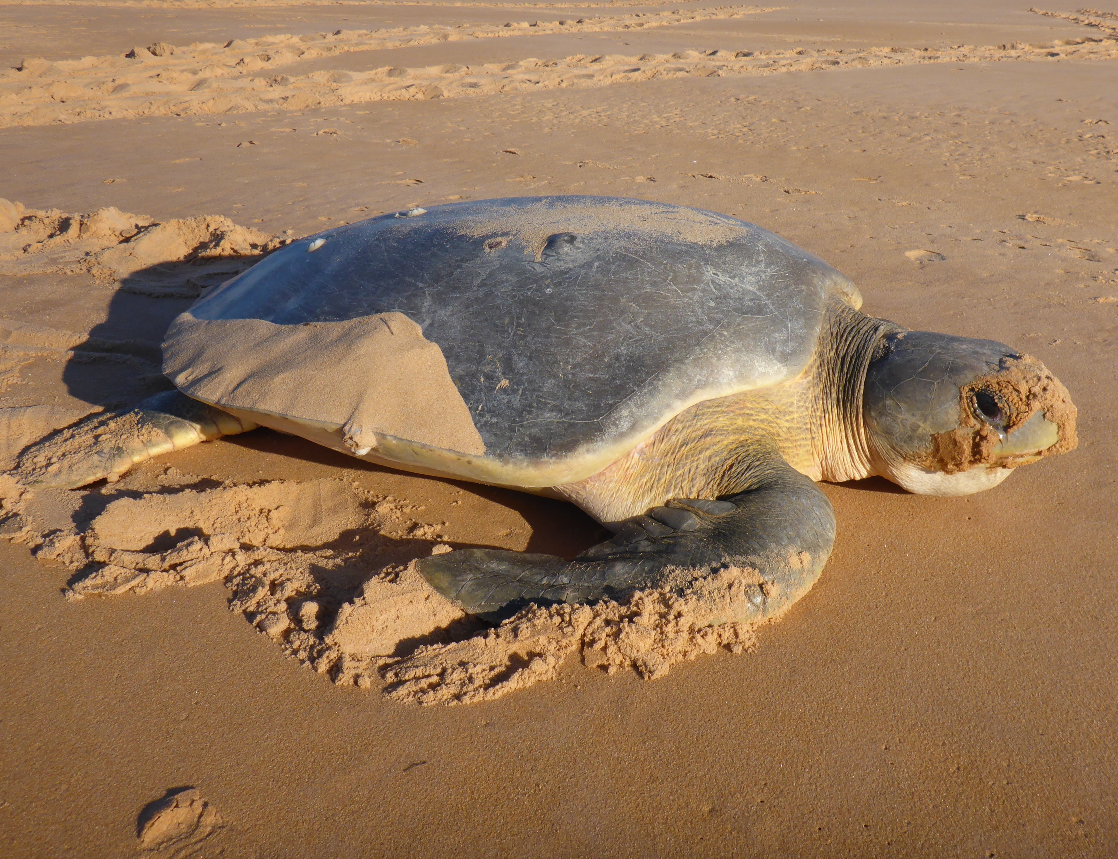 turtle-conservation