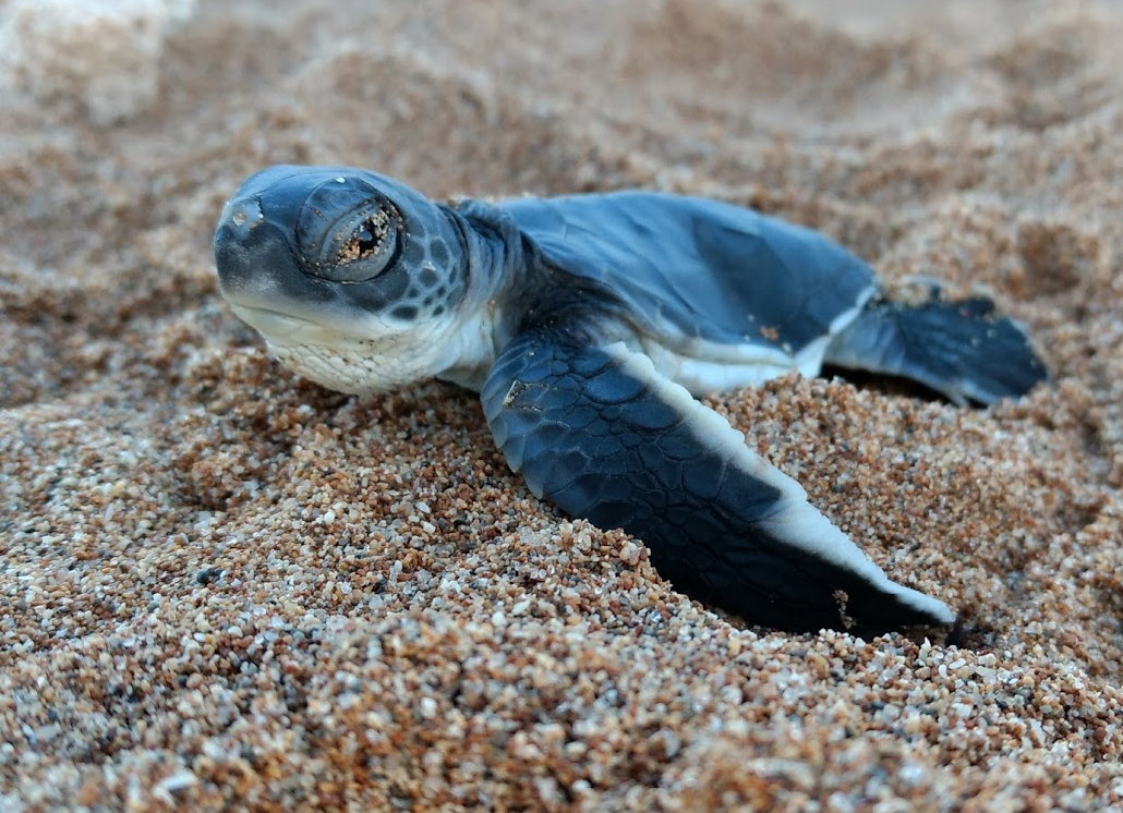 marine-turtle-communication-resources