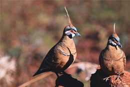 biodiversity-audit-i