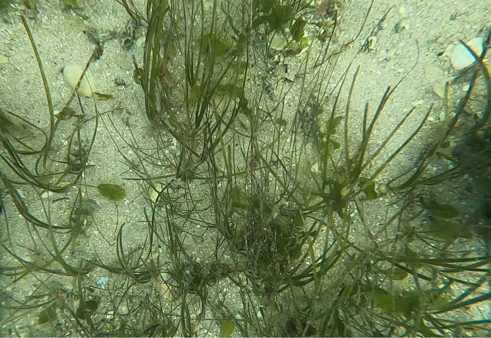 swan-canning-estuary-seagrass-monitoring-and-evaluation